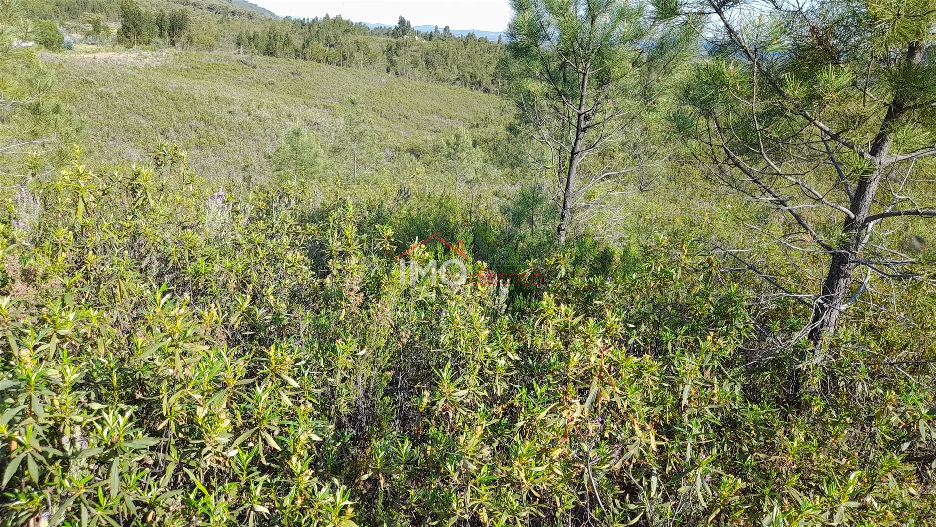 Terreno Rstico T0 - Reguengo, Portalegre, Portalegre - Miniatura: 7/9