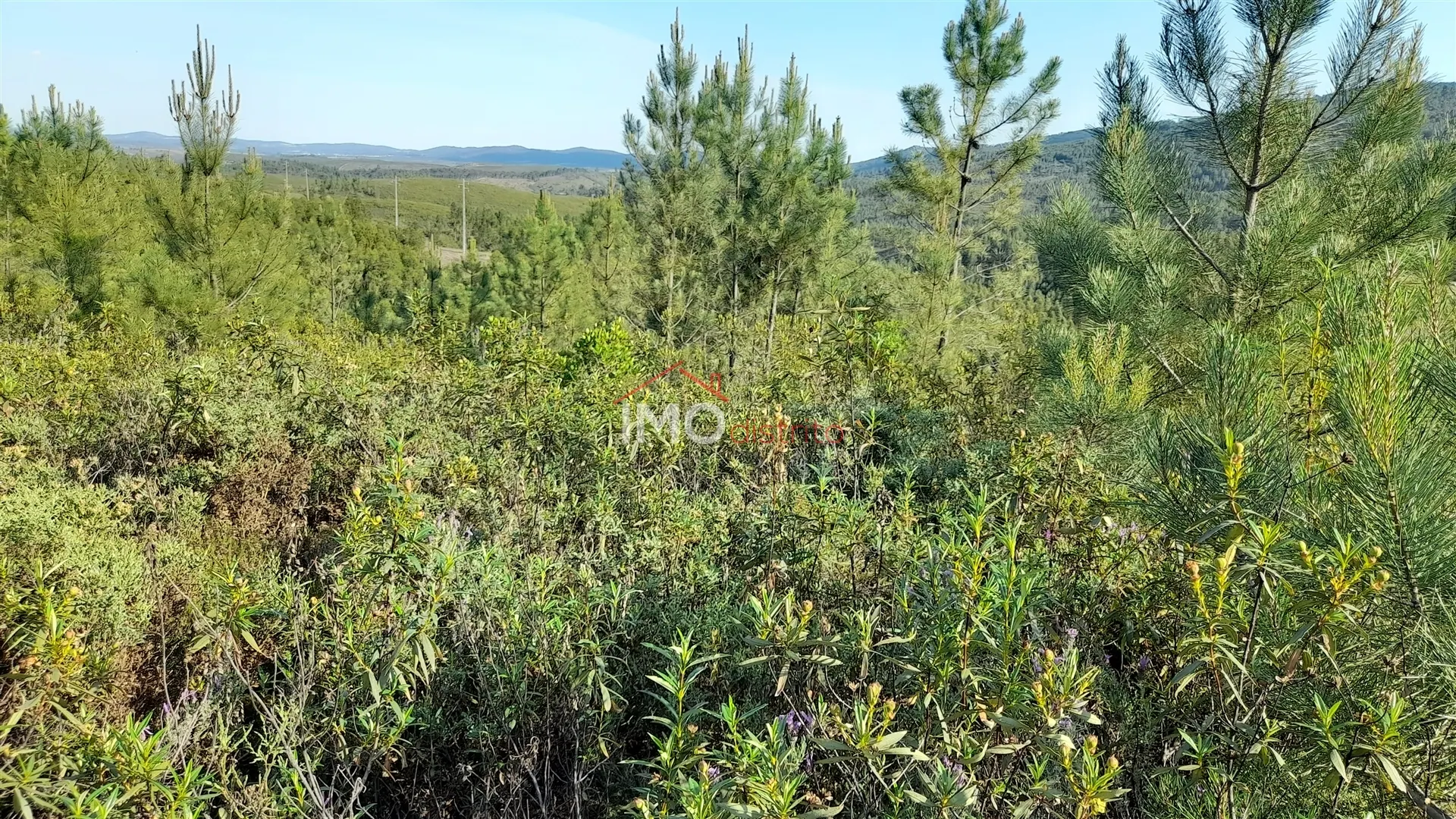 Terreno Rstico T0 - Reguengo, Portalegre, Portalegre - Miniatura: 9/9