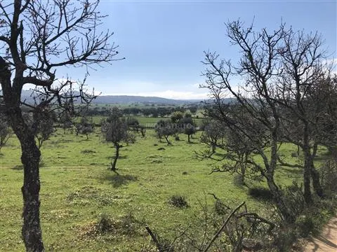 Terreno Rstico T0 - Alegrete, Portalegre, Portalegre - Miniatura: 6/9