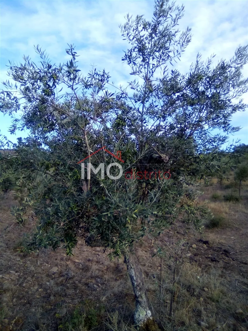 Terreno Rstico T0 - So Salvador da Aramenha, Marvo, Portalegre