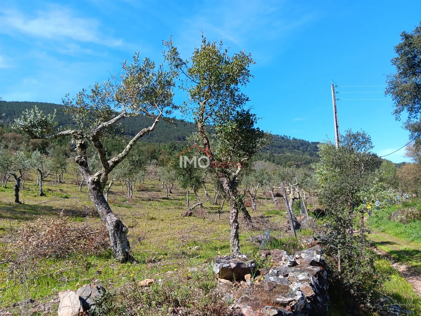 Terreno Rstico T0 - So Salvador da Aramenha, Marvo, Portalegre - Miniatura: 1/9