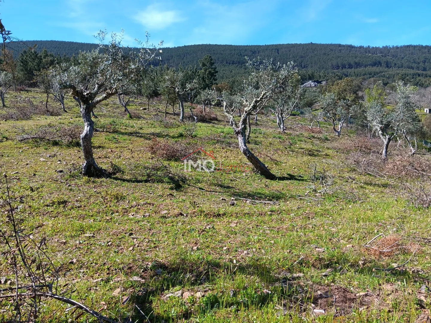 Terreno Rstico T0 - So Salvador da Aramenha, Marvo, Portalegre - Miniatura: 2/9