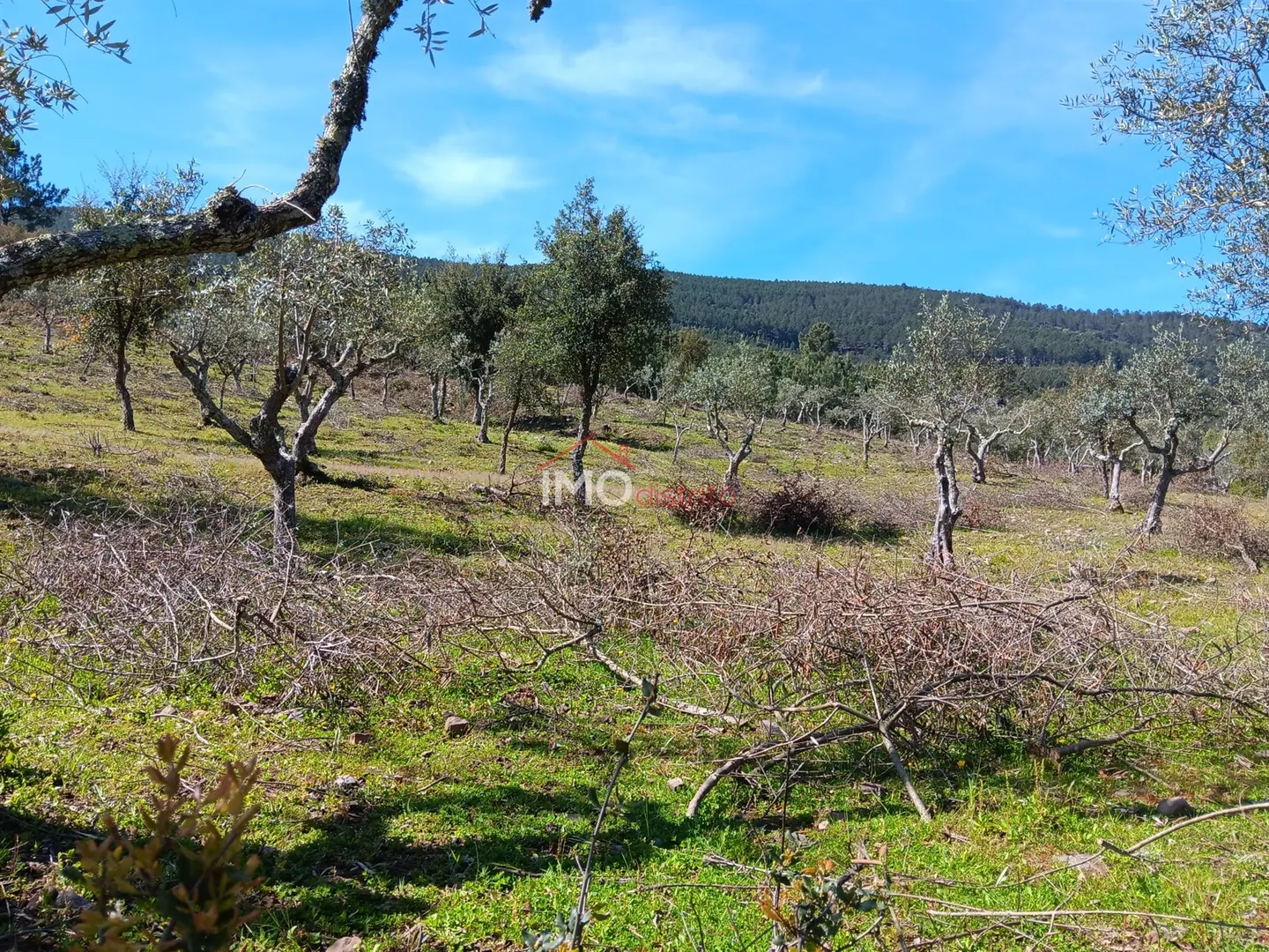 Terreno Rstico T0 - So Salvador da Aramenha, Marvo, Portalegre - Miniatura: 3/9