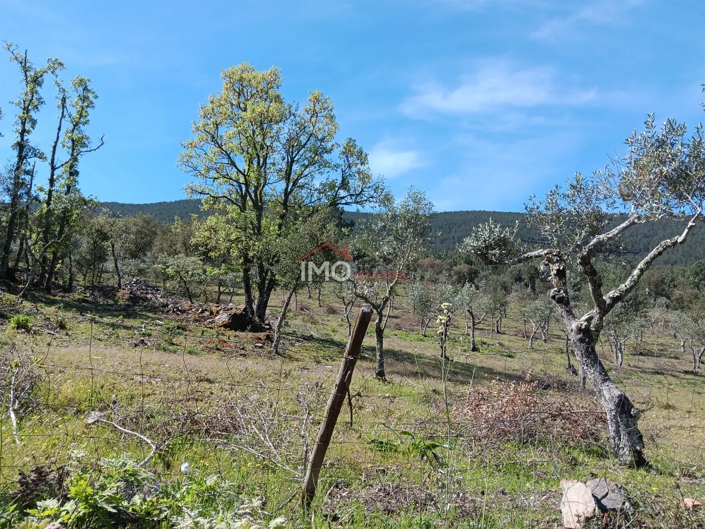 Terreno Rstico T0 - So Salvador da Aramenha, Marvo, Portalegre - Miniatura: 4/9