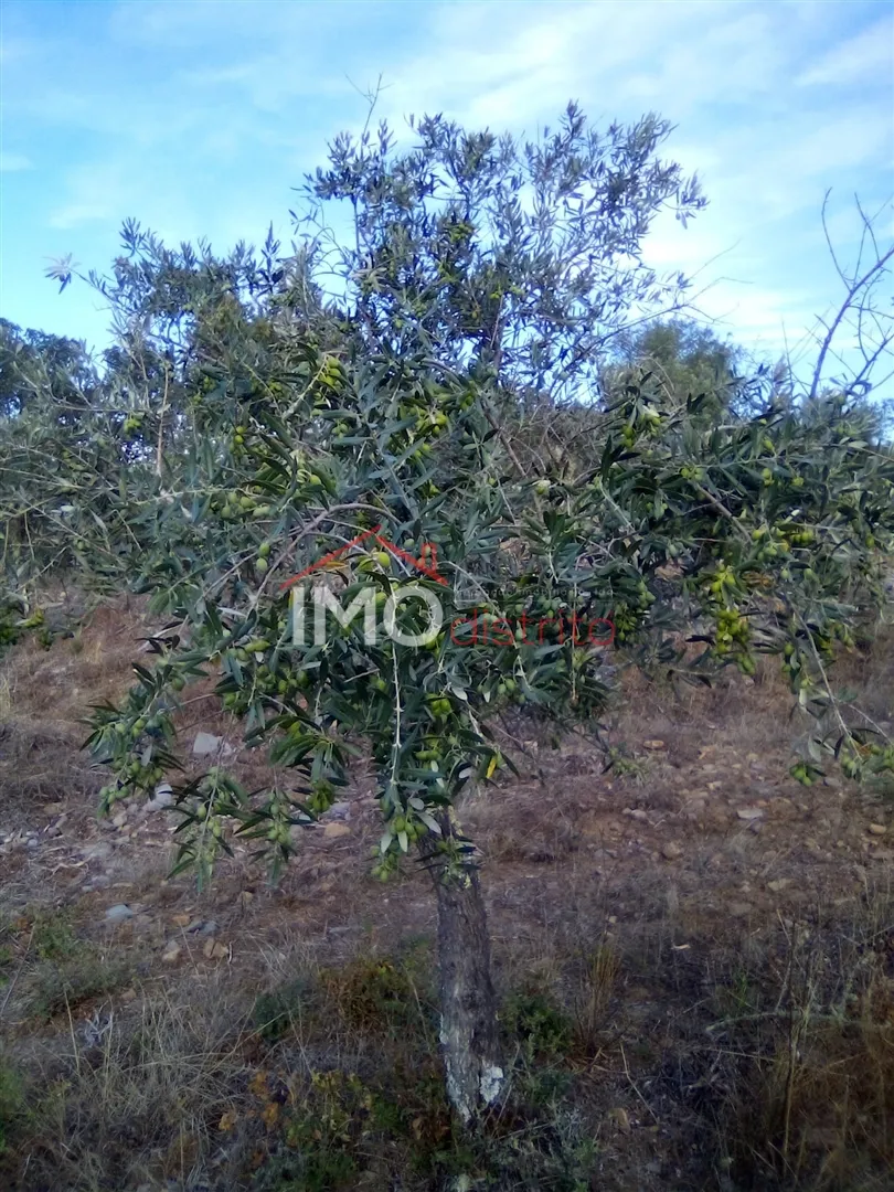 Terreno Rstico T0 - So Salvador da Aramenha, Marvo, Portalegre - Miniatura: 5/9