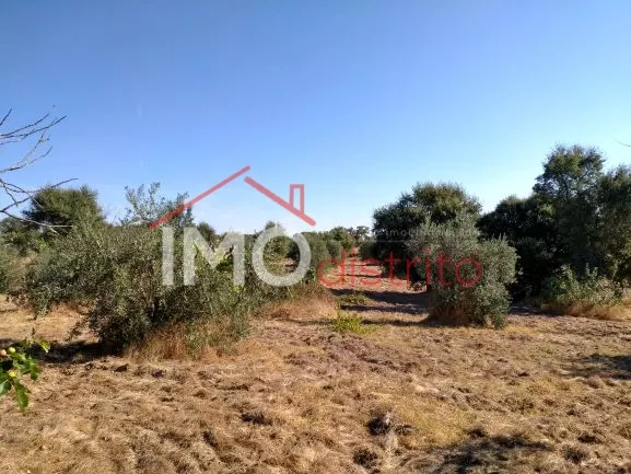 Terreno Rstico T0 - Esprito Santo, Nisa, Portalegre