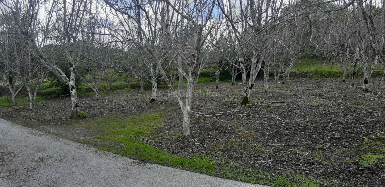 Terreno Rstico T0 - Ribeira de Nisa, Portalegre, Portalegre