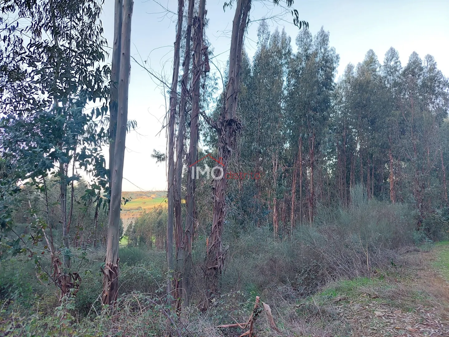 Terreno Rstico T0 - Esprito Santo, Nisa, Portalegre