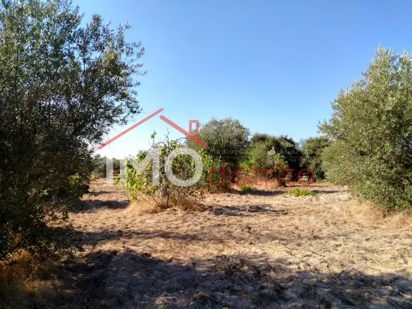 Terreno Rstico T0 - Esprito Santo, Nisa, Portalegre - Miniatura: 4/9