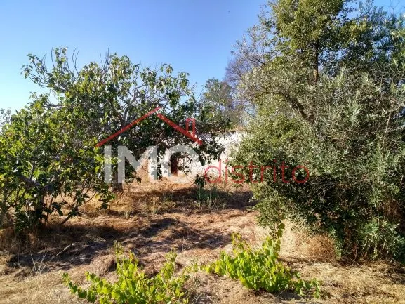 Terreno Rstico T0 - Esprito Santo, Nisa, Portalegre - Miniatura: 8/9