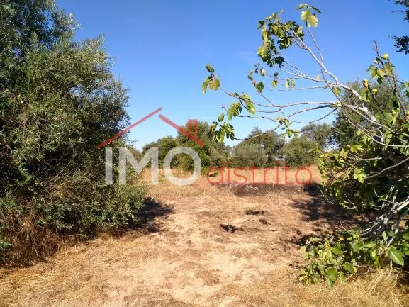 Terreno Rstico T0 - Esprito Santo, Nisa, Portalegre - Miniatura: 9/9