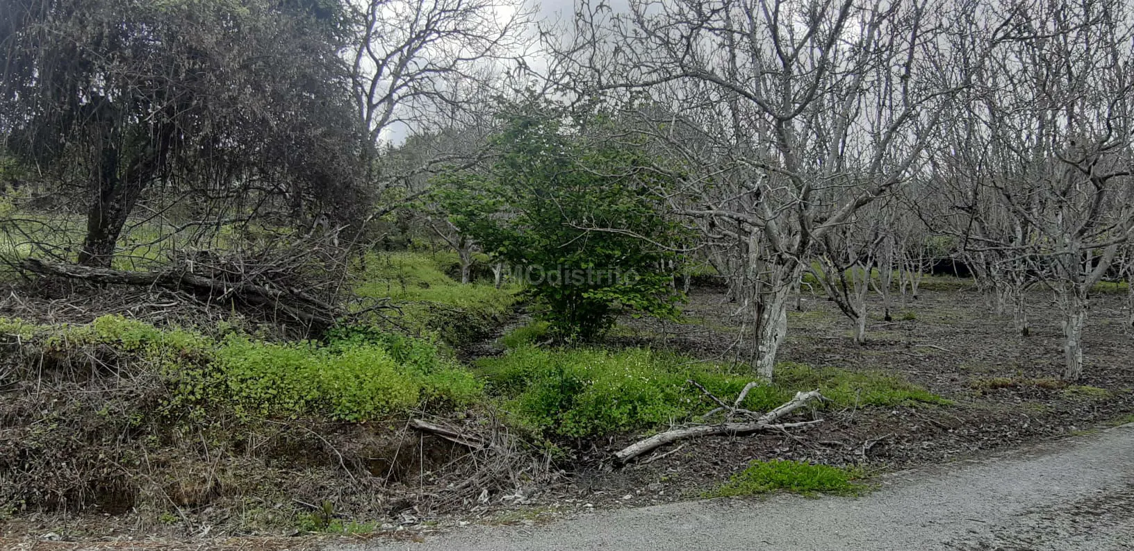 Terreno Rstico T0 - Ribeira de Nisa, Portalegre, Portalegre - Miniatura: 2/9