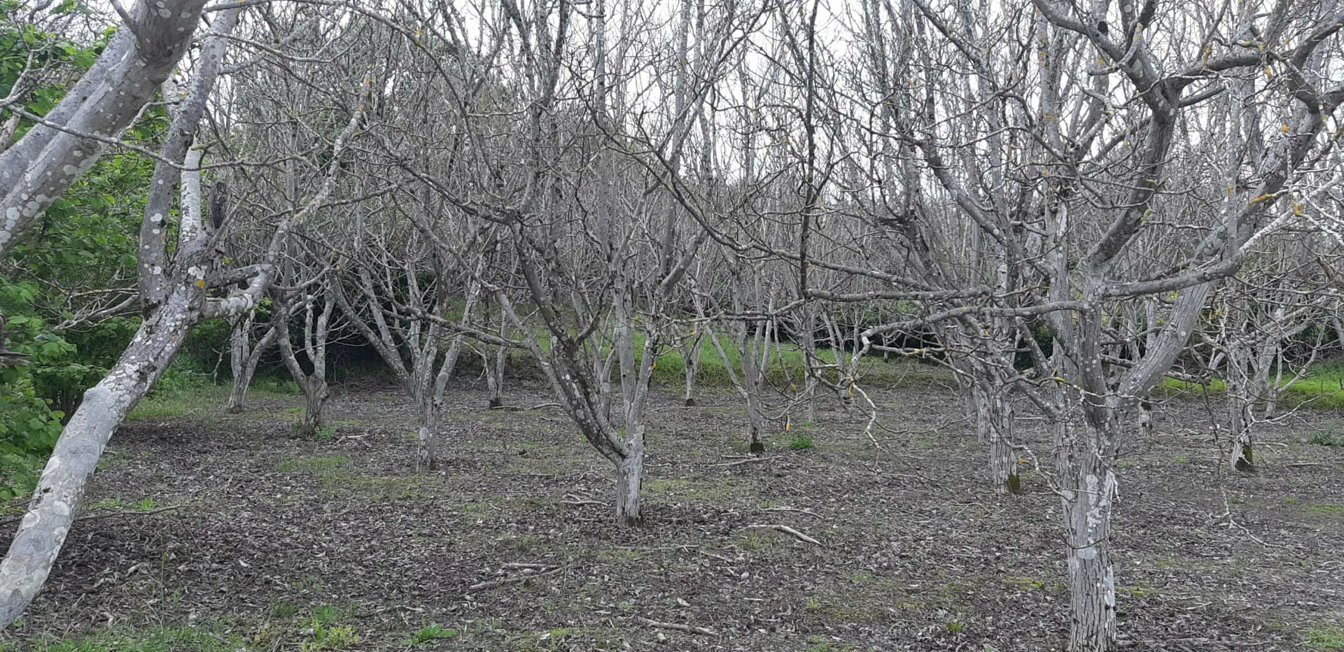 Terreno Rstico T0 - Ribeira de Nisa, Portalegre, Portalegre - Miniatura: 9/9