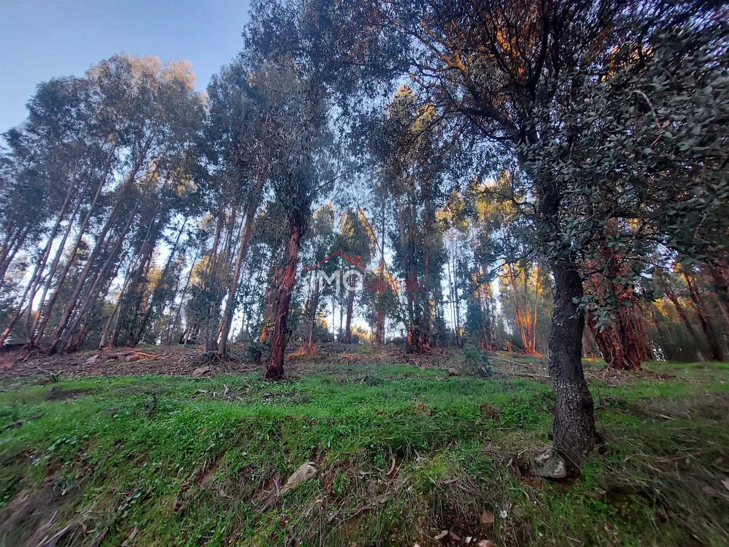 Terreno Rstico T0 - Esprito Santo, Nisa, Portalegre - Miniatura: 2/9