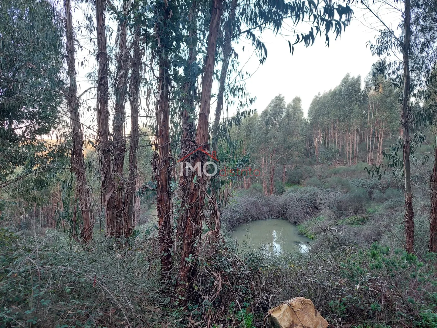 Terreno Rstico T0 - Esprito Santo, Nisa, Portalegre - Miniatura: 3/9