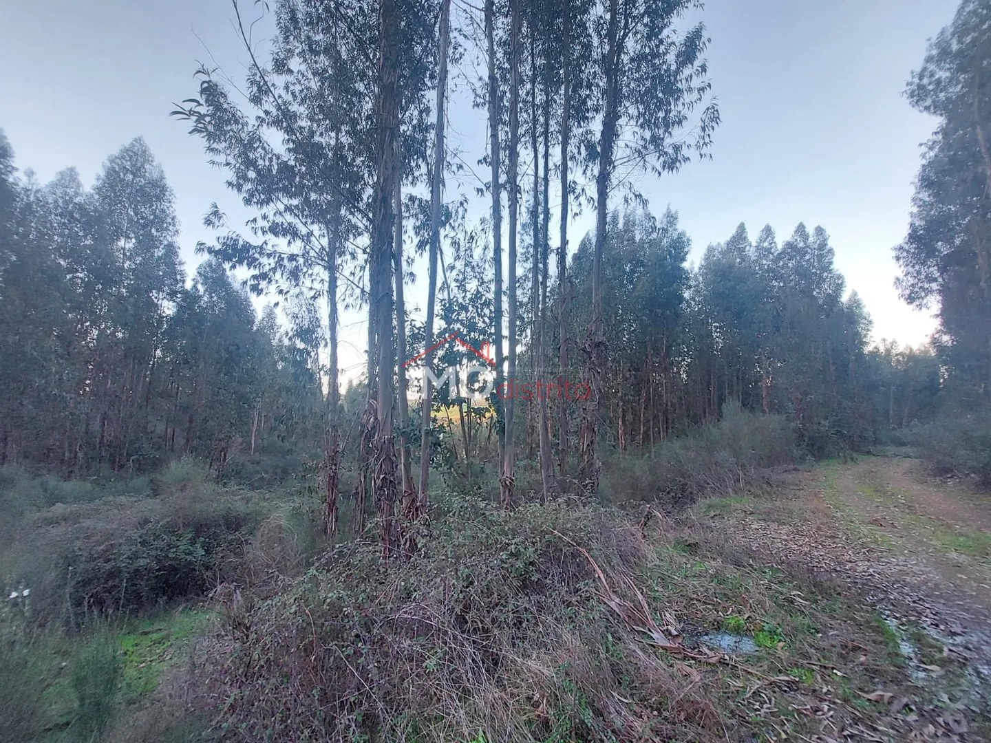 Terreno Rstico T0 - Esprito Santo, Nisa, Portalegre - Miniatura: 4/9