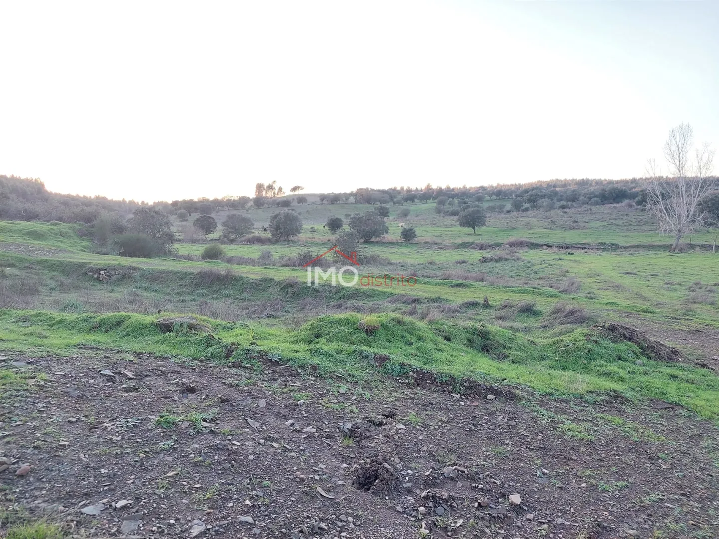 Terreno Rstico T0 - Esprito Santo, Nisa, Portalegre - Miniatura: 5/9
