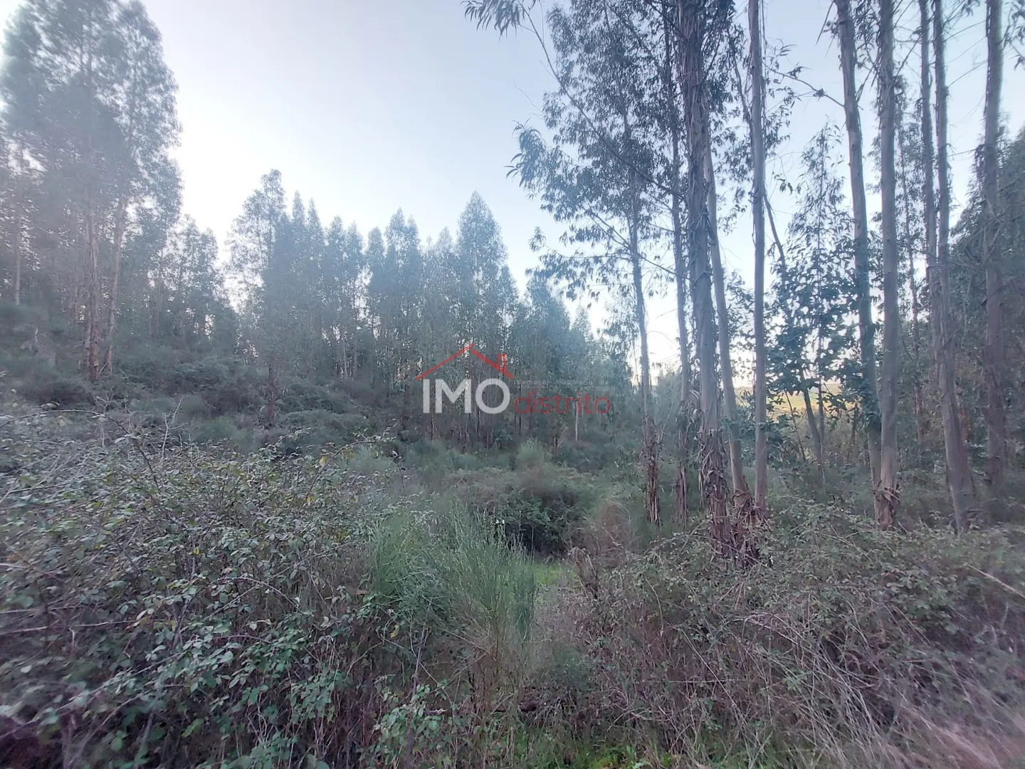 Terreno Rstico T0 - Esprito Santo, Nisa, Portalegre - Miniatura: 7/9