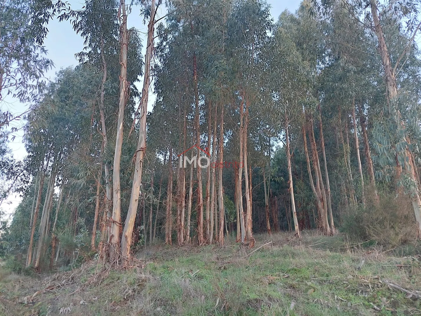 Terreno Rstico T0 - Esprito Santo, Nisa, Portalegre - Miniatura: 8/9