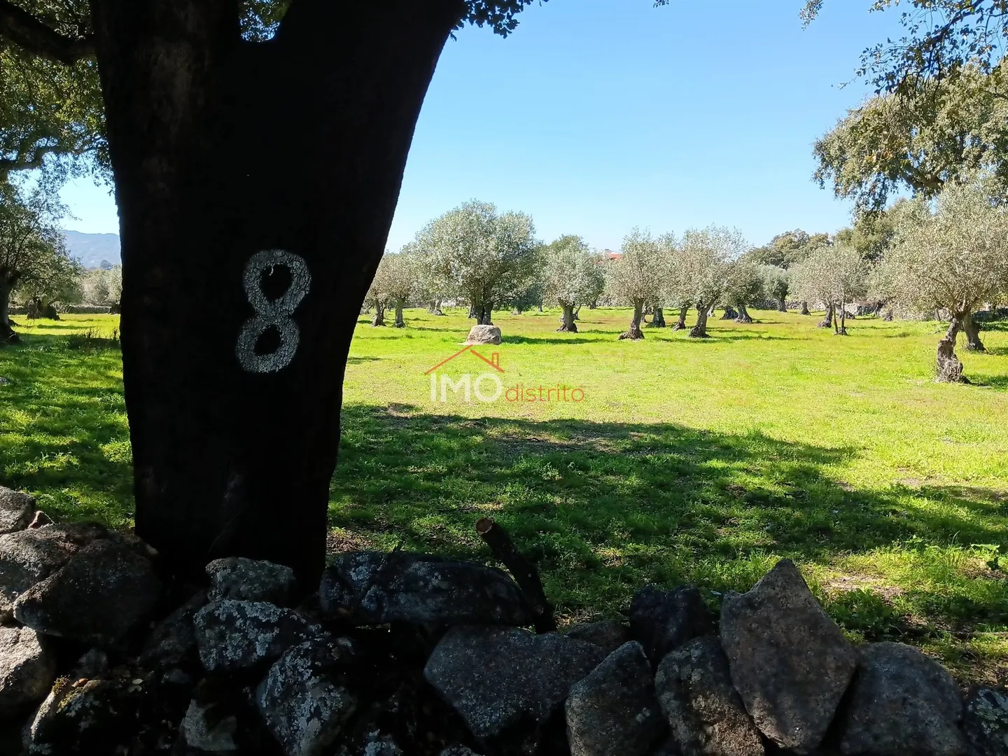 Terreno Rstico T0 - Beir, Marvo, Portalegre - Miniatura: 4/9