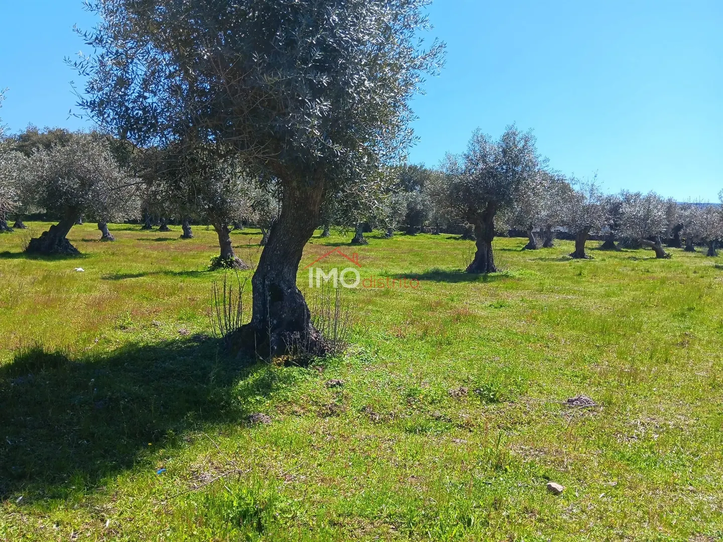 Terreno Rstico T0 - Beir, Marvo, Portalegre - Miniatura: 5/9