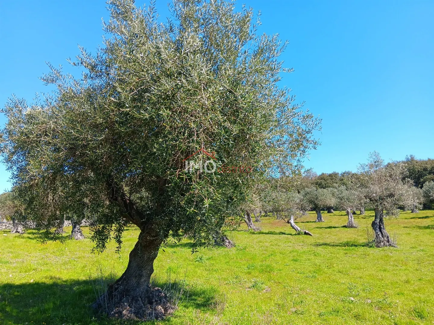 Terreno Rstico T0 - Beir, Marvo, Portalegre - Miniatura: 6/9
