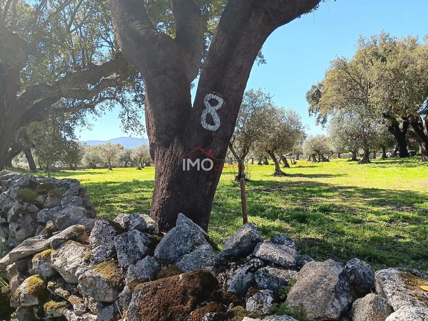 Terreno Rstico T0 - Beir, Marvo, Portalegre - Miniatura: 8/9