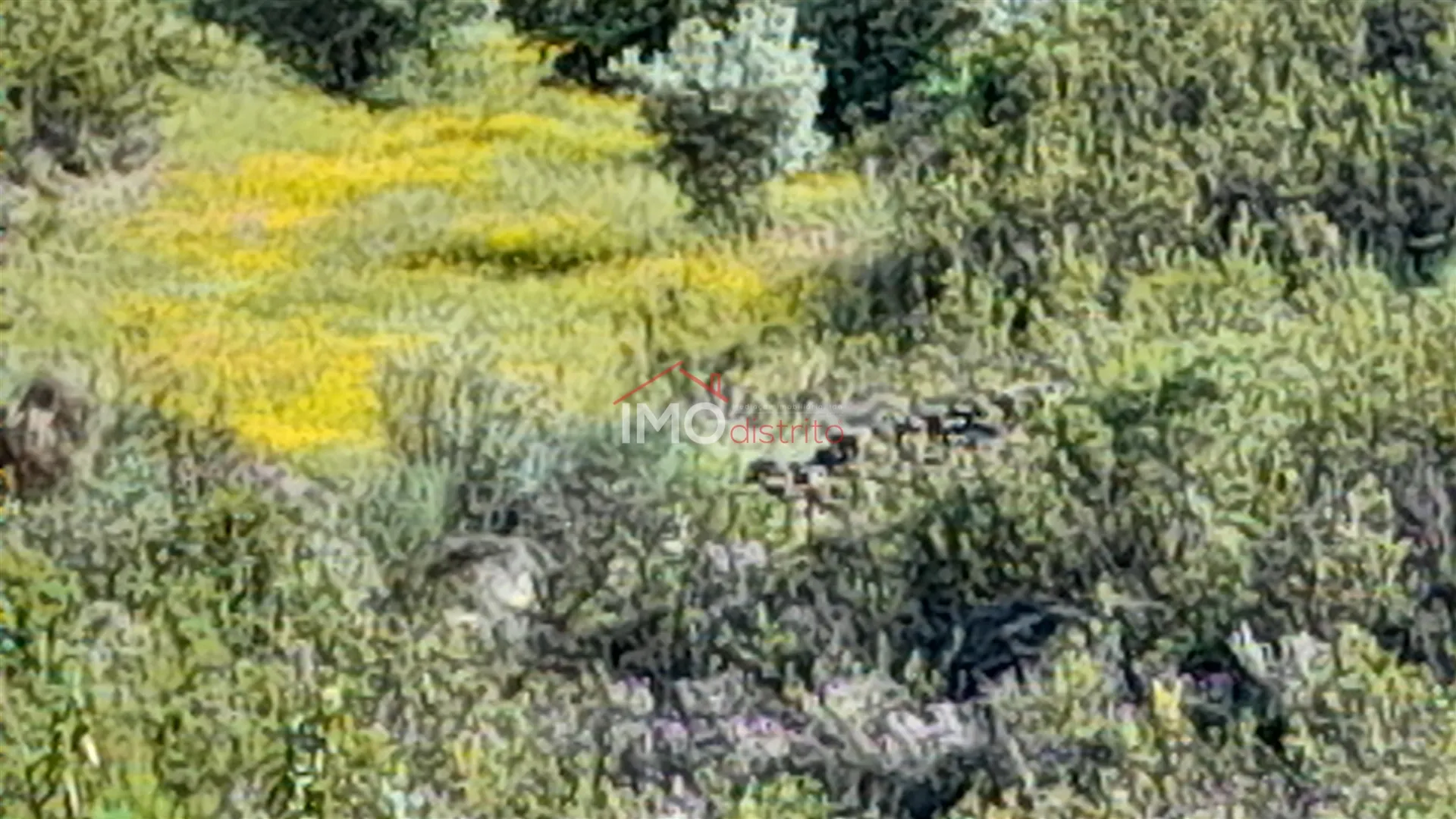 Terreno Rstico T0 - Reguengo, Portalegre, Portalegre
