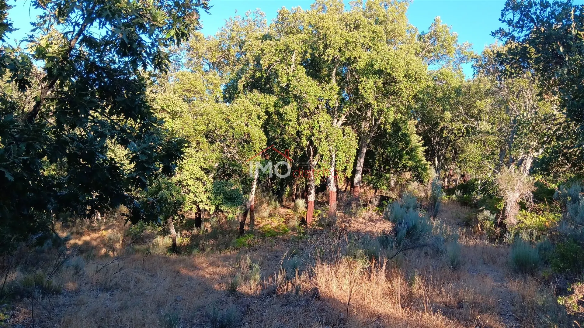 Terreno Rstico T0 - Santa Maria de Marvo, Marvo, Portalegre
