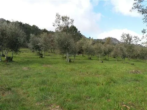 Terreno Rstico T0 - So Joo Batista, Castelo de Vide, Portalegre - Miniatura: 9/9
