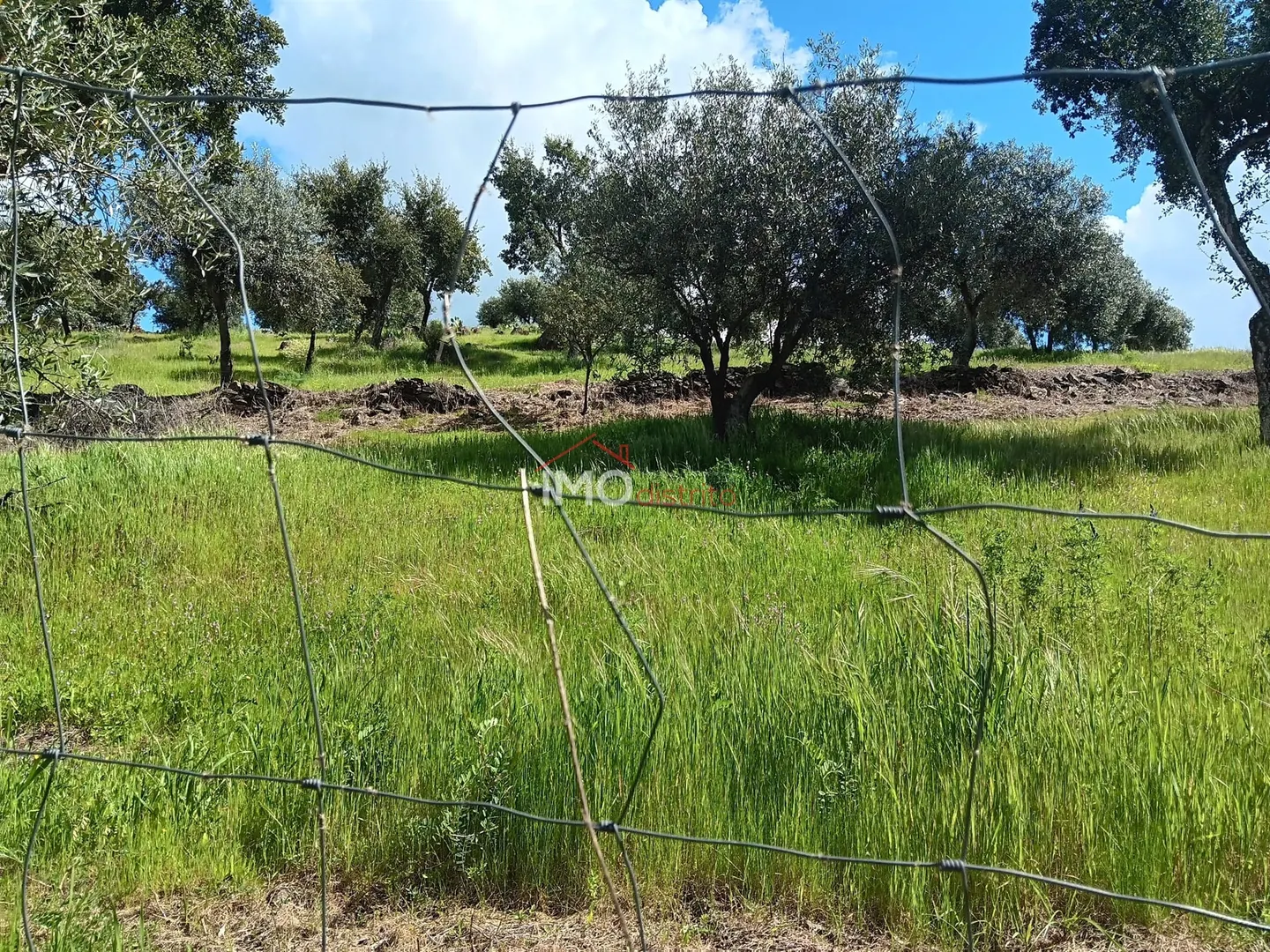 Terreno Rstico T0 - Beir, Marvo, Portalegre - Miniatura: 6/9