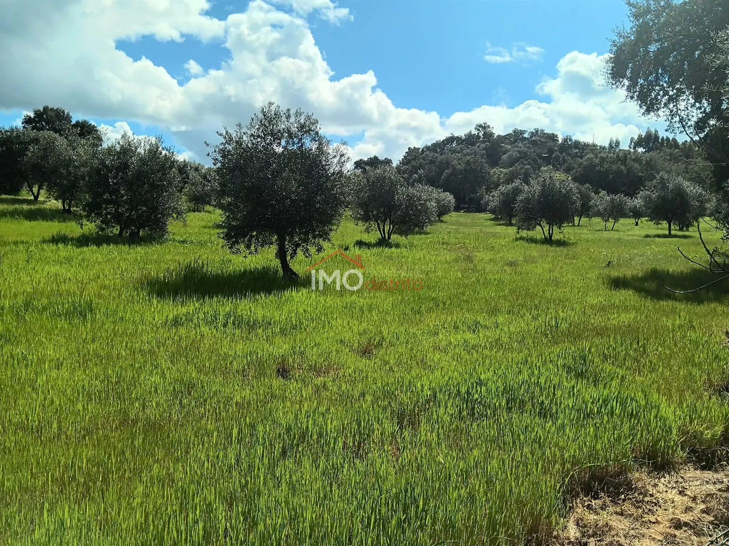 Terreno Rstico T0 - Beir, Marvo, Portalegre - Miniatura: 8/9
