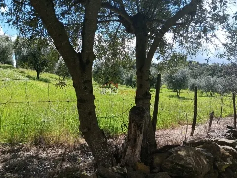 Terreno Rstico T0 - So Salvador da Aramenha, Marvo, Portalegre - Miniatura: 7/9