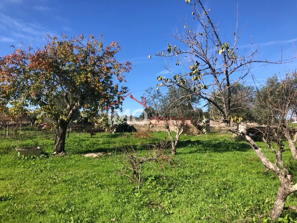 Terreno Rstico T0 - Santiago Maior, Castelo de Vide, Portalegre - Miniatura: 8/9