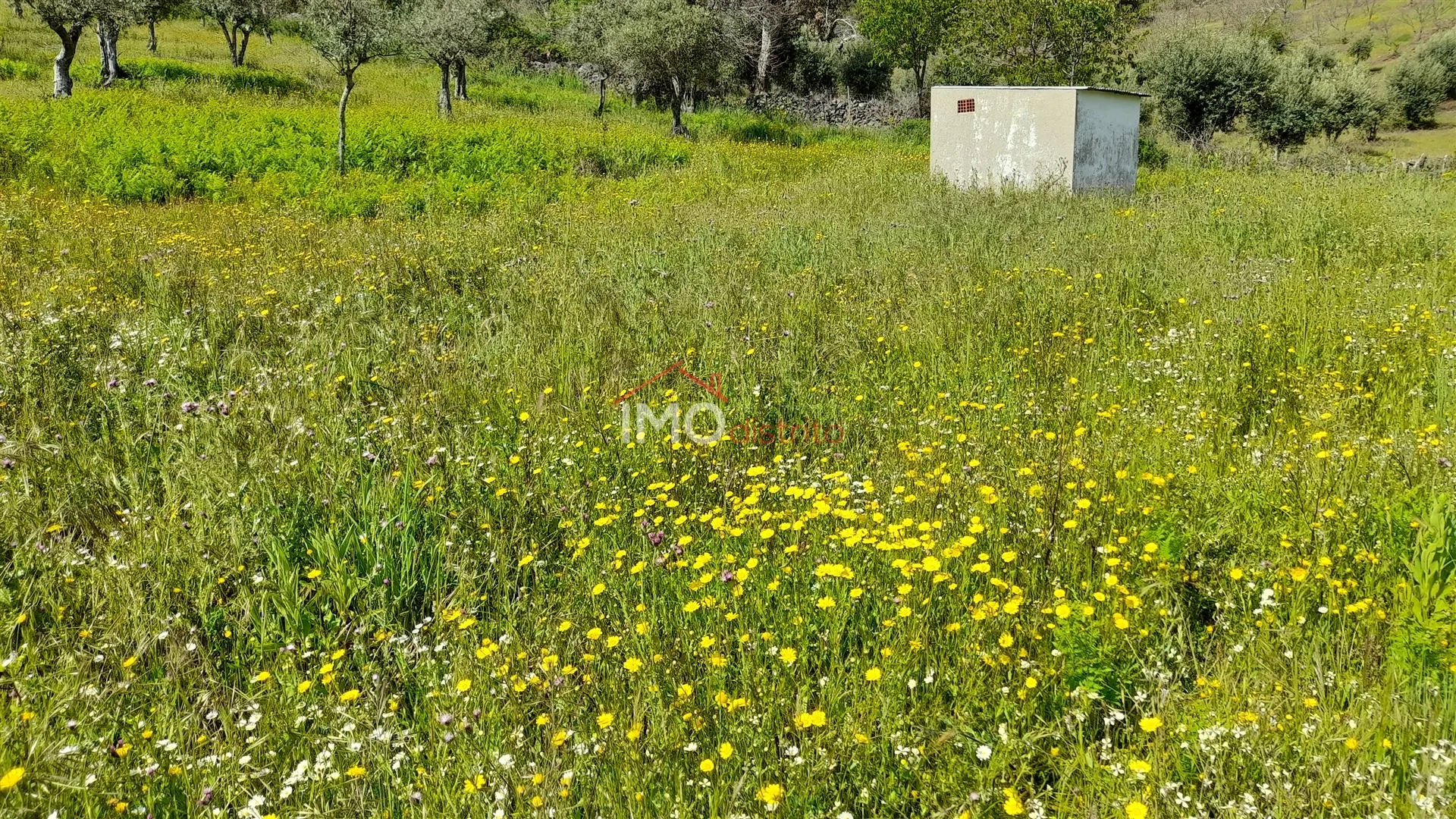 Terreno Rstico T0 - So Salvador da Aramenha, Marvo, Portalegre - Miniatura: 3/9