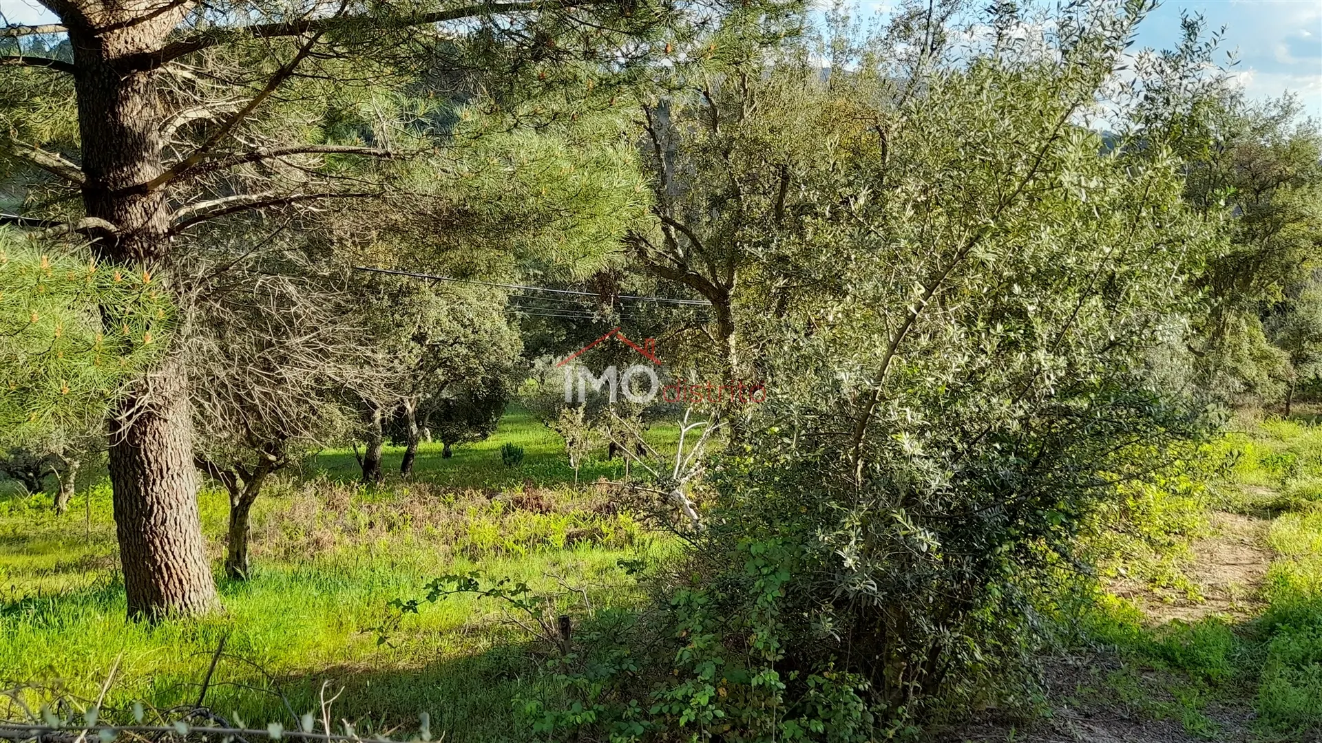 Terreno Rstico T0 - So Salvador da Aramenha, Marvo, Portalegre - Miniatura: 5/9