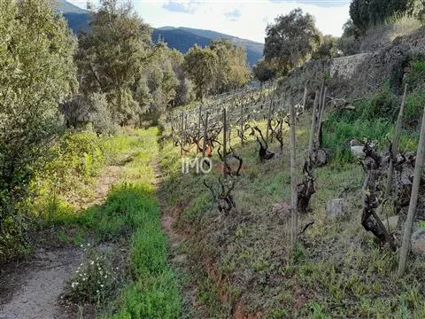 Terreno Rstico T0 - So Salvador da Aramenha, Marvo, Portalegre - Miniatura: 8/9