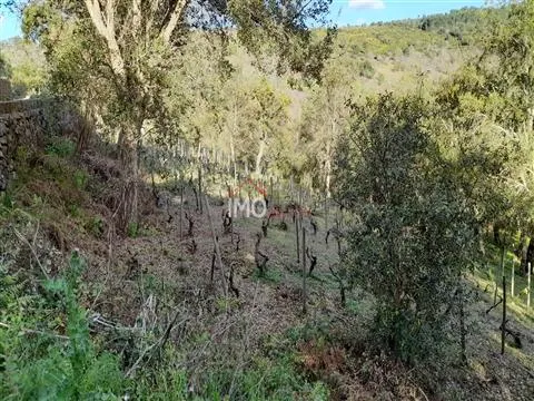 Terreno Rstico T0 - So Salvador da Aramenha, Marvo, Portalegre - Miniatura: 9/9