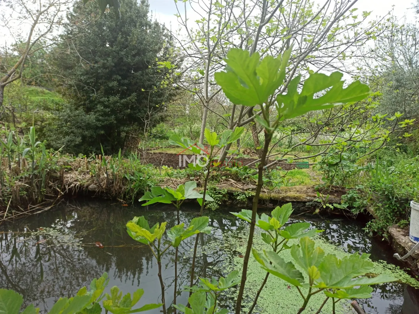 Terreno Rústico T0 - Santiago Maior, Castelo de Vide, Portalegre - Imagem grande