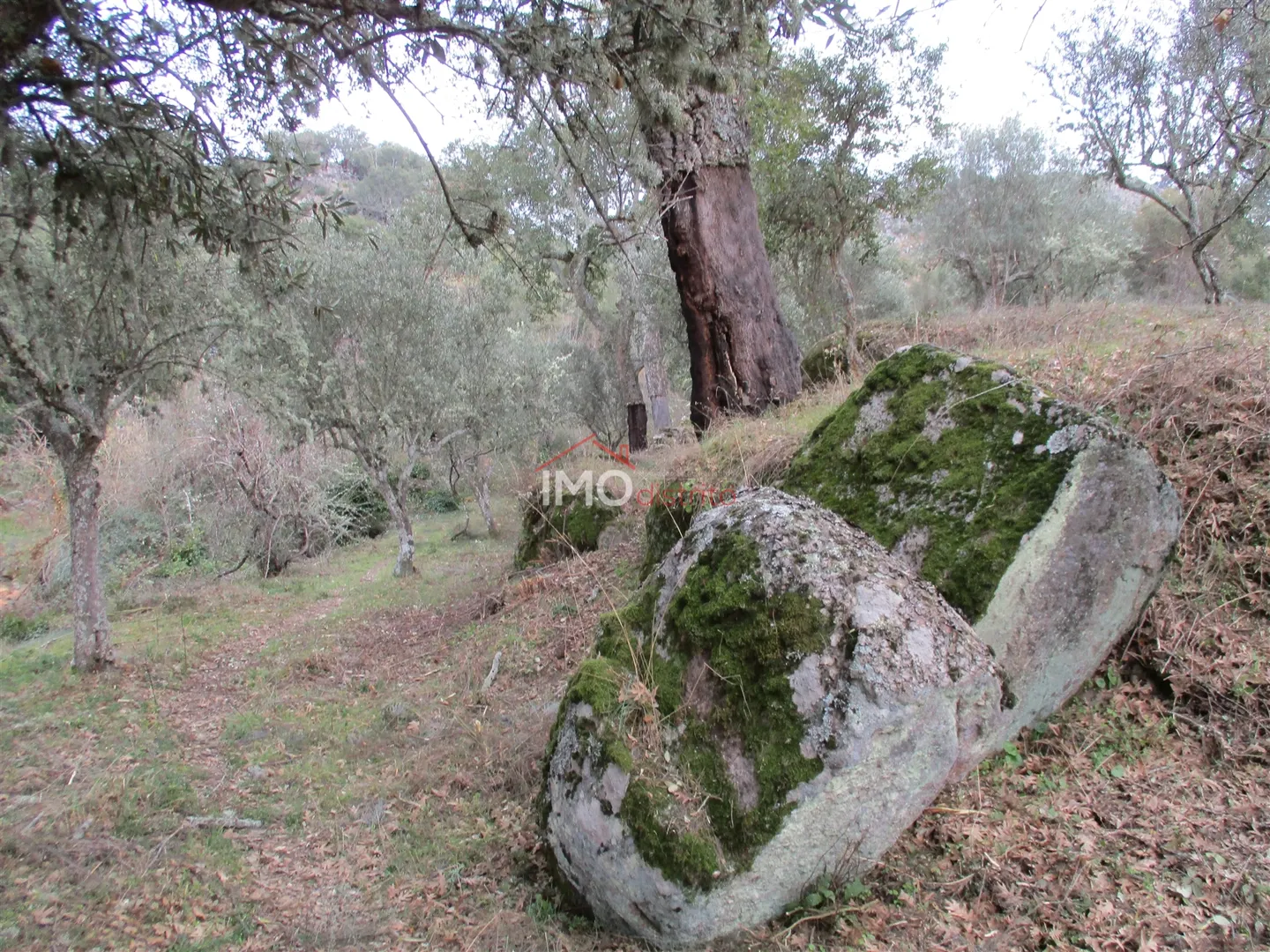 Terreno Rústico T0 - Santa Maria de Marvão, Marvão, Portalegre - Imagem grande
