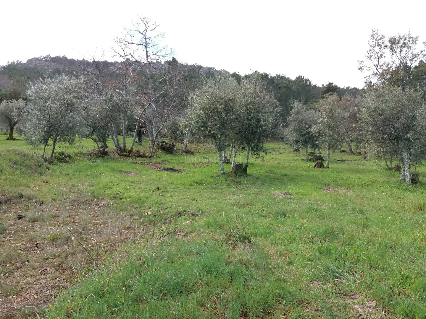 Terreno Rstico T0 - So Joo Batista, Castelo de Vide, Portalegre - Imagem grande