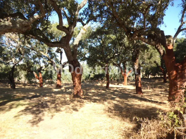 Terreno Rstico T0 - Nossa Senhora Graa Pvoa Meadas, Castelo de Vide, Portalegre
