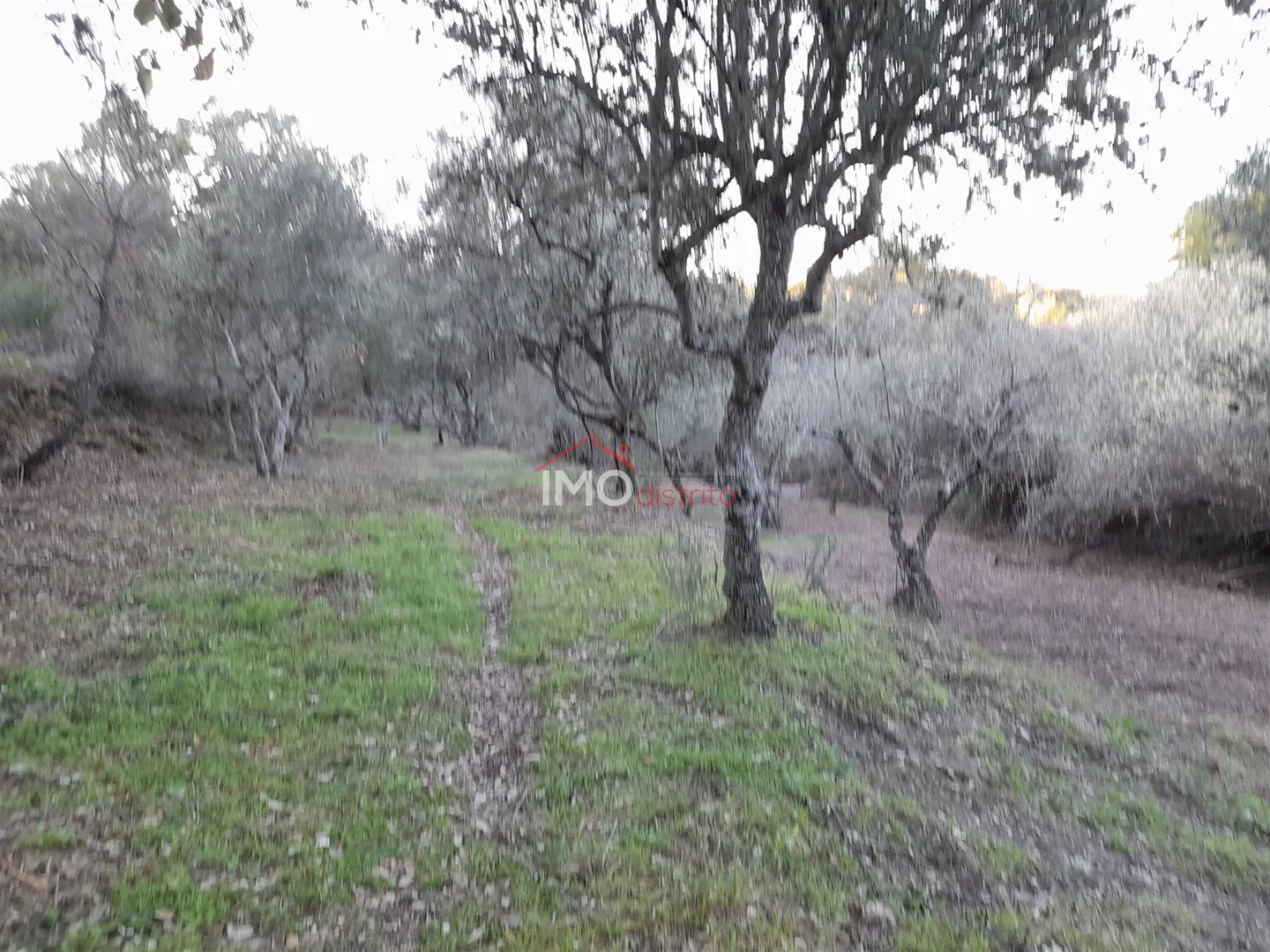 Terreno Rstico T0 - Santa Maria de Marvo, Marvo, Portalegre - Miniatura: 3/9
