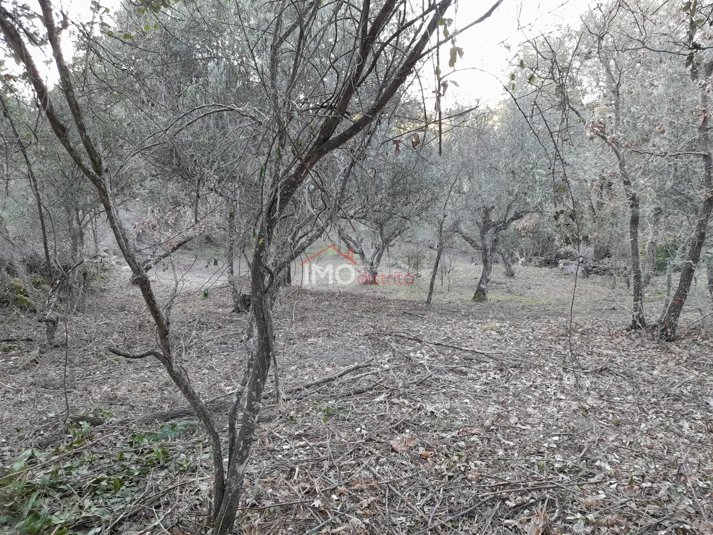 Terreno Rstico T0 - Santa Maria de Marvo, Marvo, Portalegre - Miniatura: 4/9