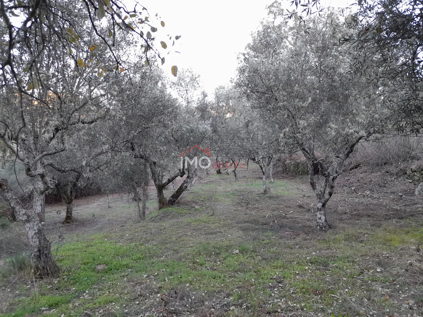 Terreno Rstico T0 - Santa Maria de Marvo, Marvo, Portalegre - Miniatura: 5/9