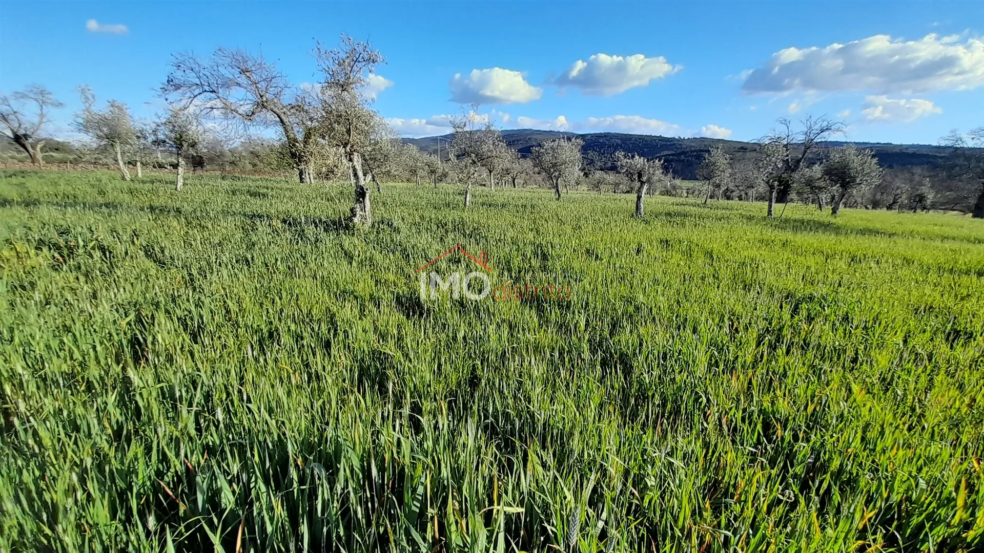 Terreno Rstico T0 - So Salvador da Aramenha, Marvo, Portalegre - Miniatura: 5/9