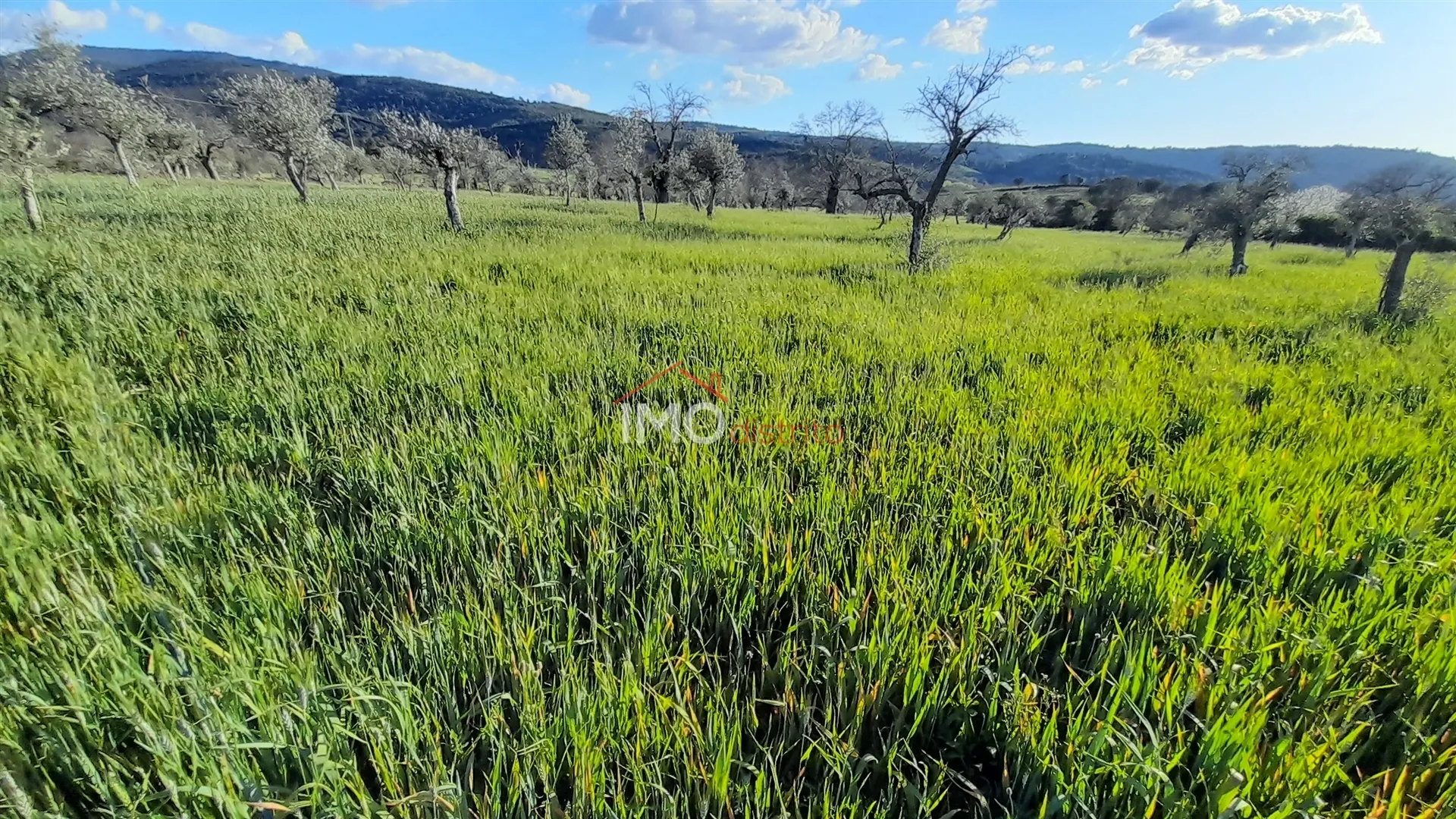 Terreno Rstico T0 - So Salvador da Aramenha, Marvo, Portalegre - Miniatura: 6/9