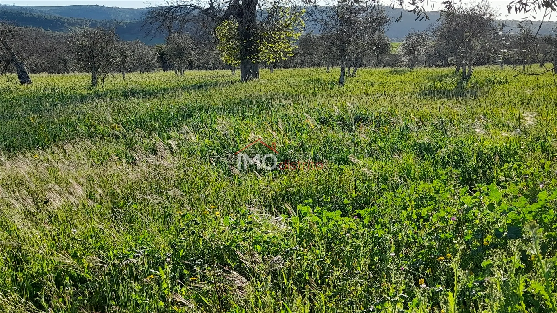 Terreno Rstico T0 - So Salvador da Aramenha, Marvo, Portalegre - Miniatura: 8/9