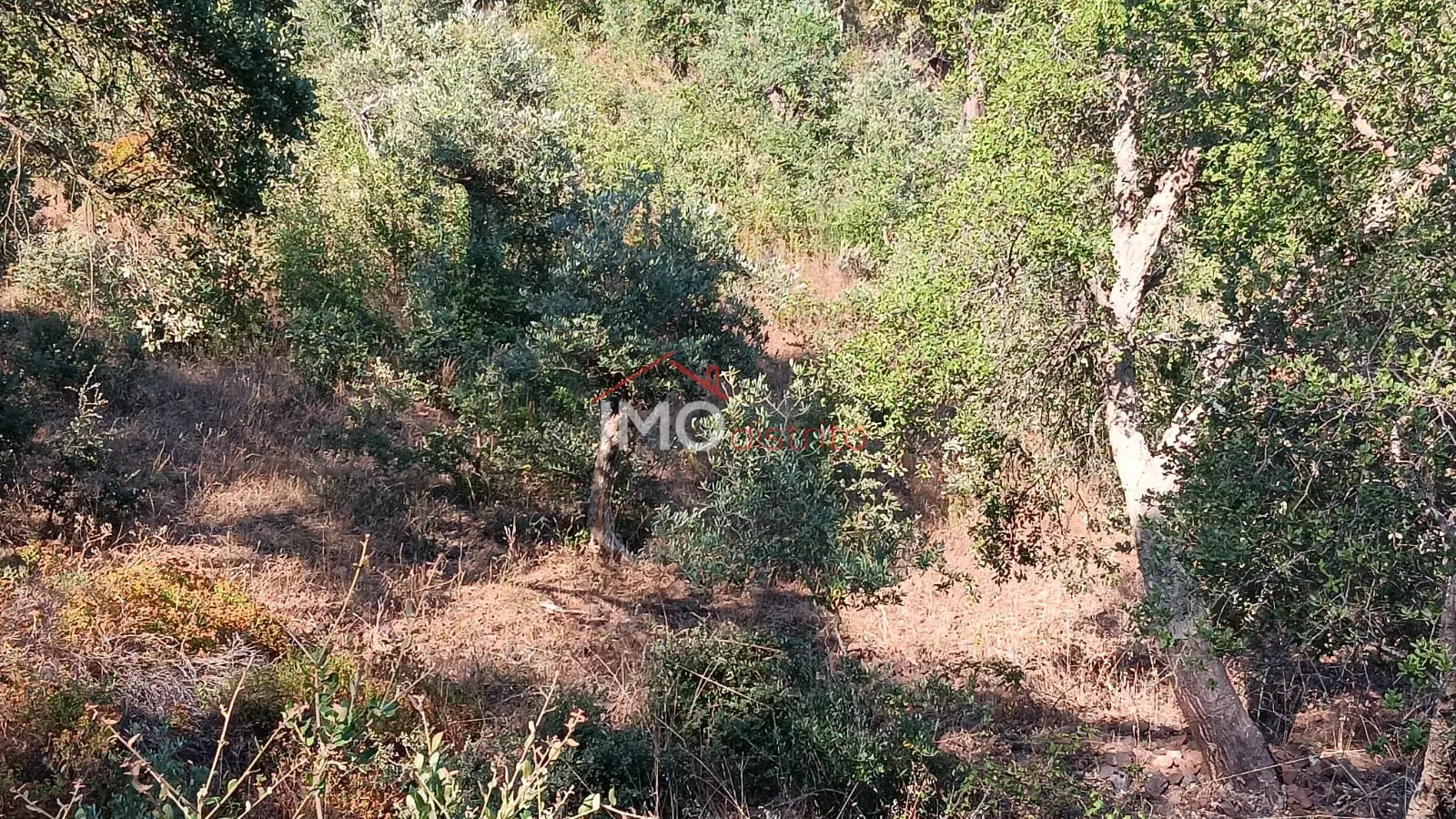 Terreno Rstico T0 - So Salvador da Aramenha, Marvo, Portalegre - Miniatura: 2/9