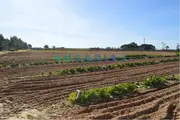Terreno Urbano T0 - Aveiras de Cima, Azambuja, Lisboa